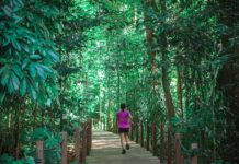 Online Running Coaching for Singapore Runners Singapore runner training in hot and humid conditions with online running coach guidance